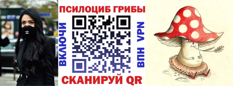 где можно купить   Буй  Псилоцибиновые грибы Cubensis 